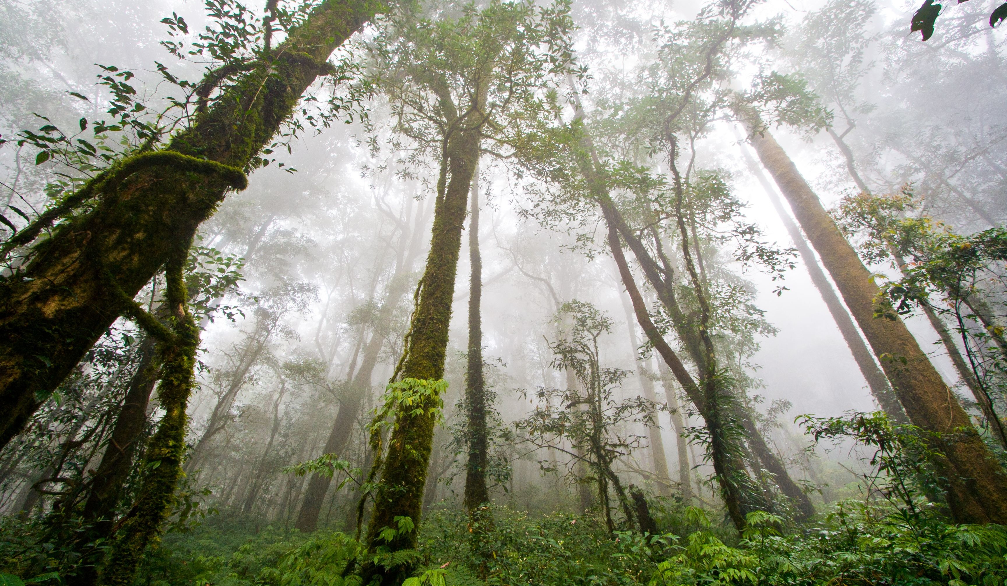 Image of rainforest