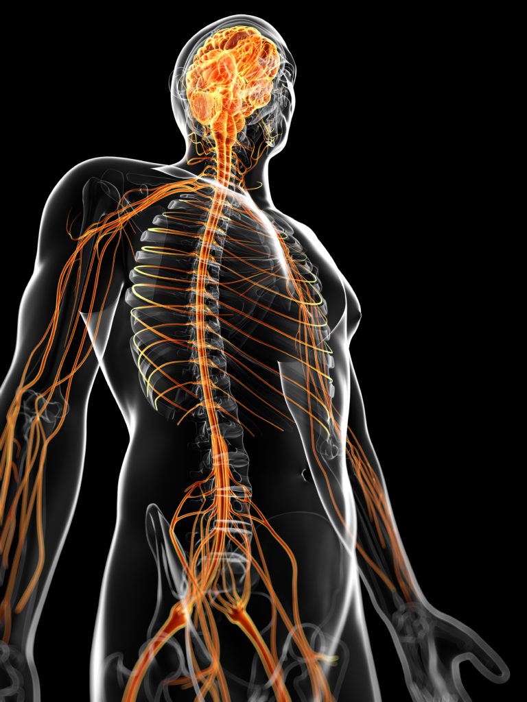 What Does It Mean To Be Nervous System