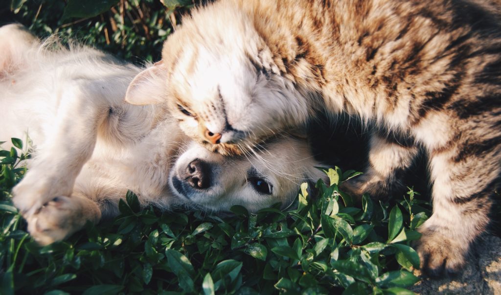Dog and cat showing affection
