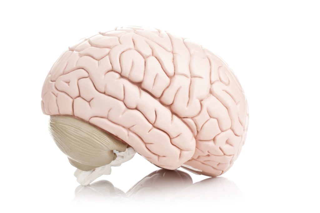 Human brain model